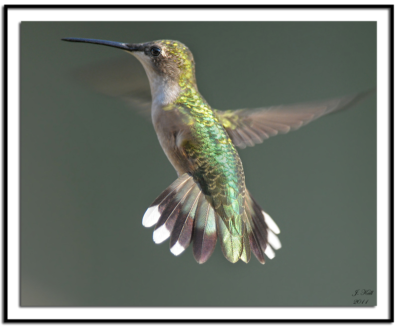 Ruby-throated Hummingbird