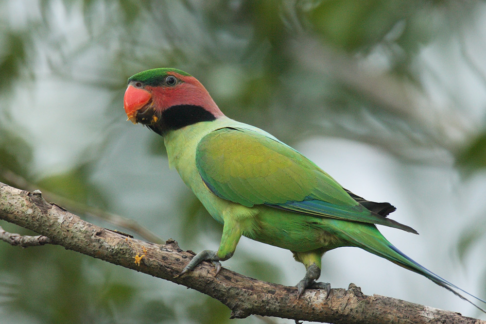 Long-Tailed-Parakeet.jpg