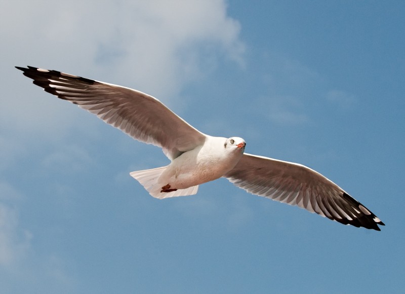 Brown-headed Gull