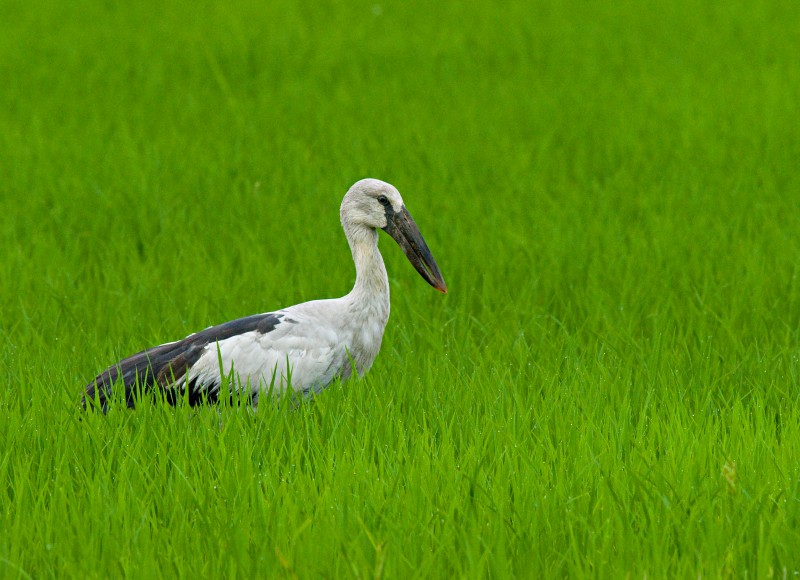 Asian Openbill