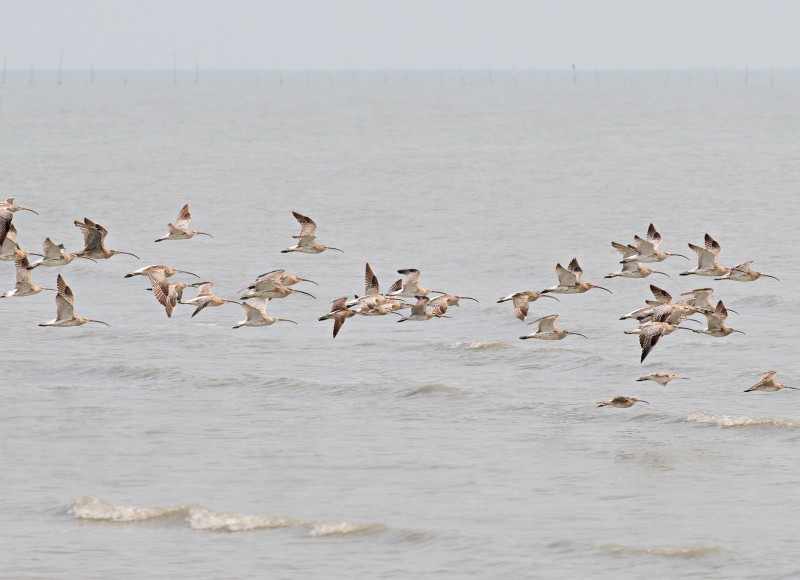 Eastern Curlew