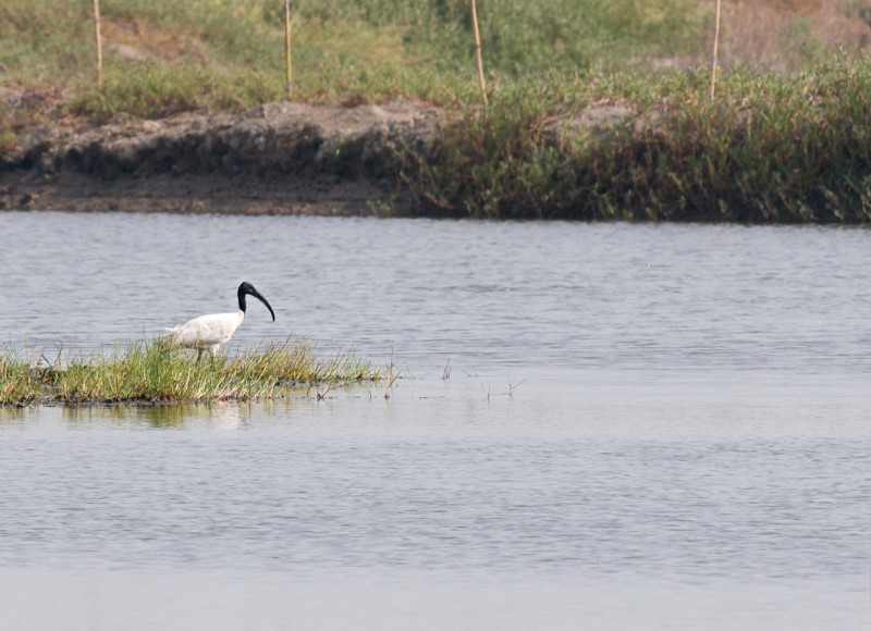 Black-headed Ibis