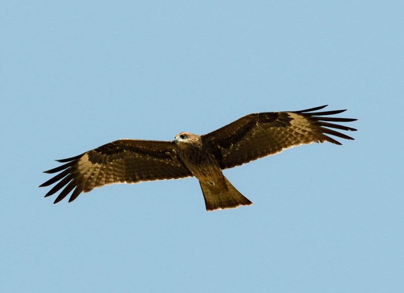 Black-eared Kite