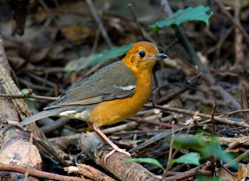 Orange-headed Thrush