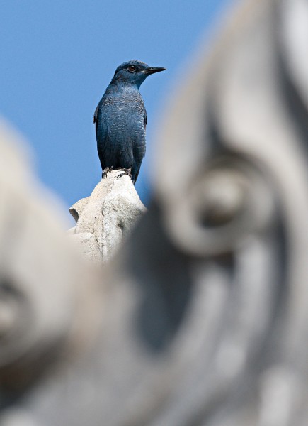 Blue Rock Thrush