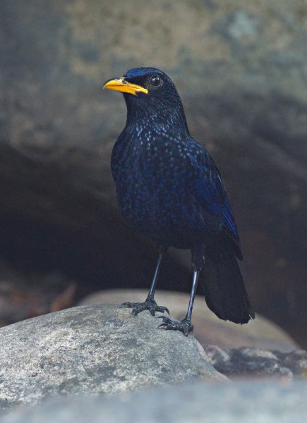 Blue Whistling Thrush