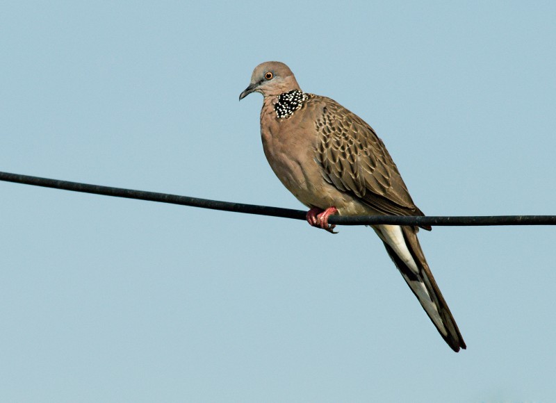 Spotted Dove