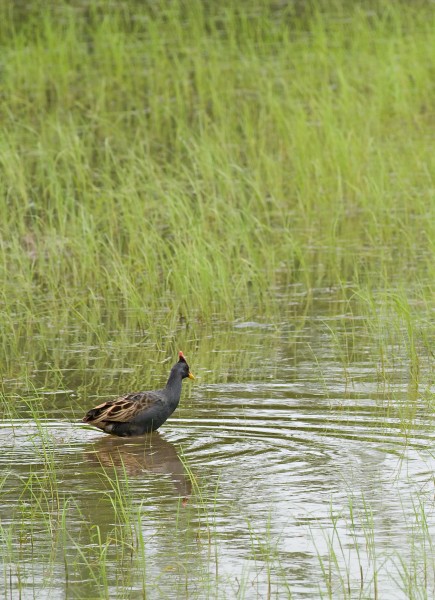 Watercock