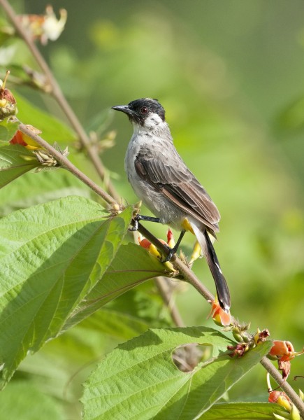 Sooty-headed Bulbul