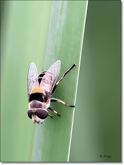 Hover Fly