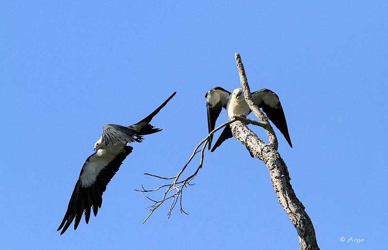 Swallow-tailed Kites