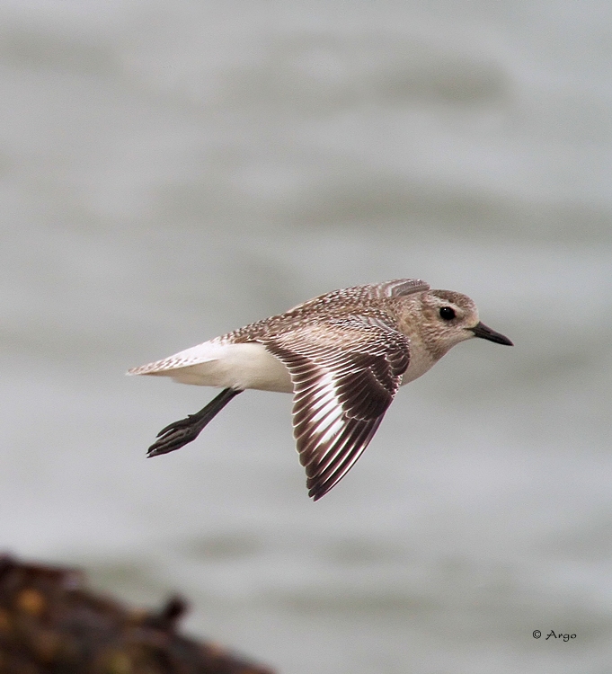 Black-bellied Plover