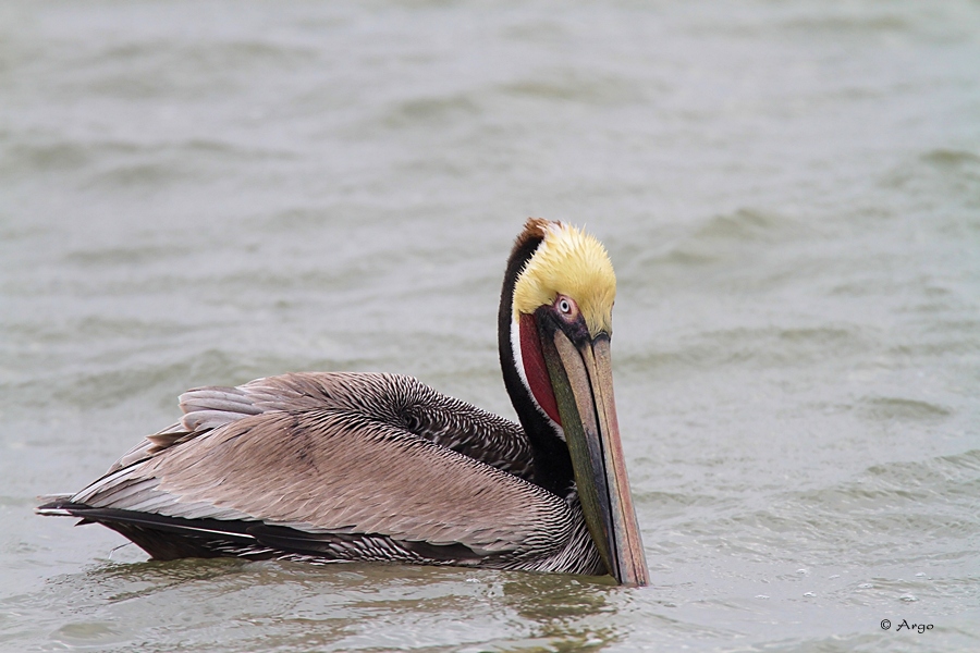 Brown Pelican