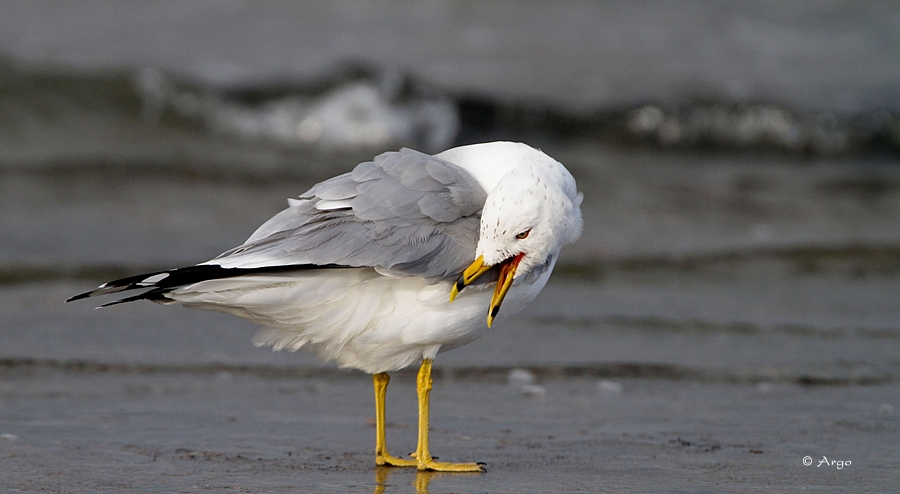 Ring-billed Gull