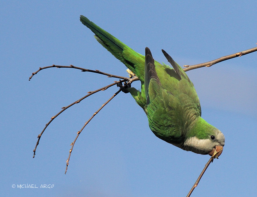 Monk Parakeet