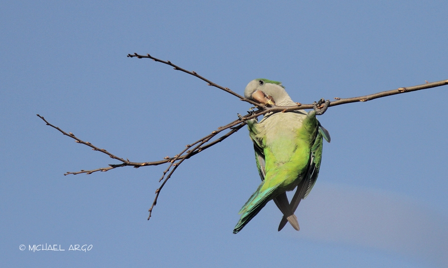 Monk Parakeet