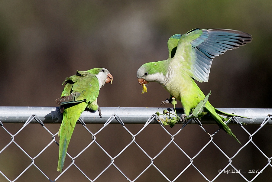 Monk Parakeets