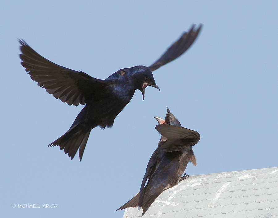 Purple Martins