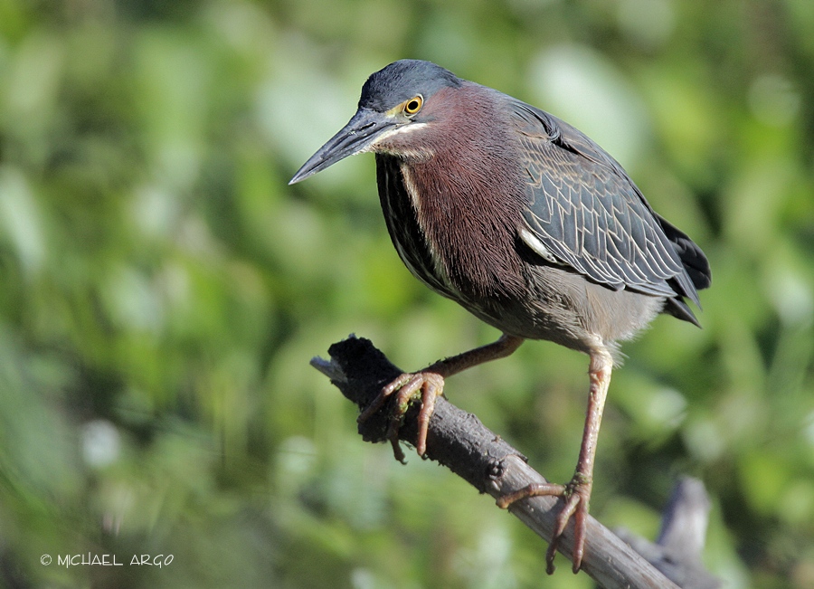 Green Heron