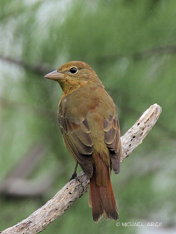 Summer Tanager