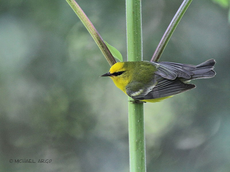 Blue-winged Warbler