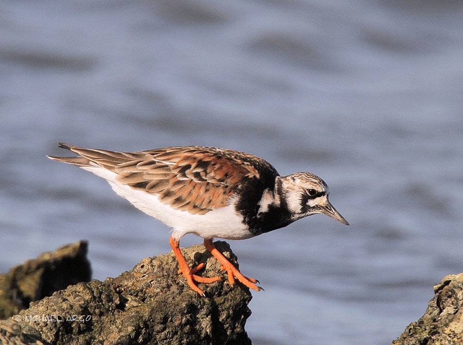 Ruddy Turnstone