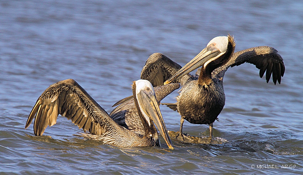 Brown Pelicans
