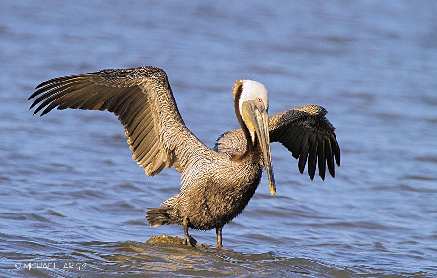 Brown Pelican