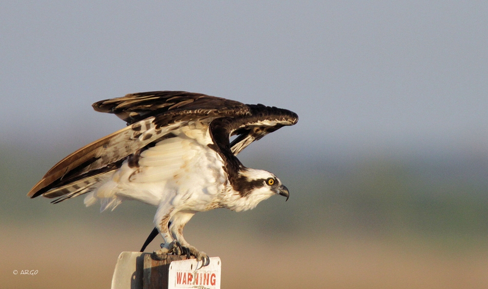 Osprey