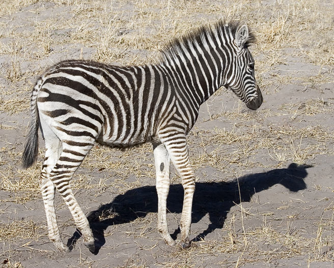 Baby Burchells Zebra