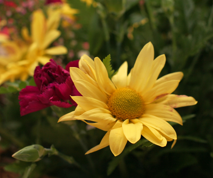 IMG_5797 Yellow