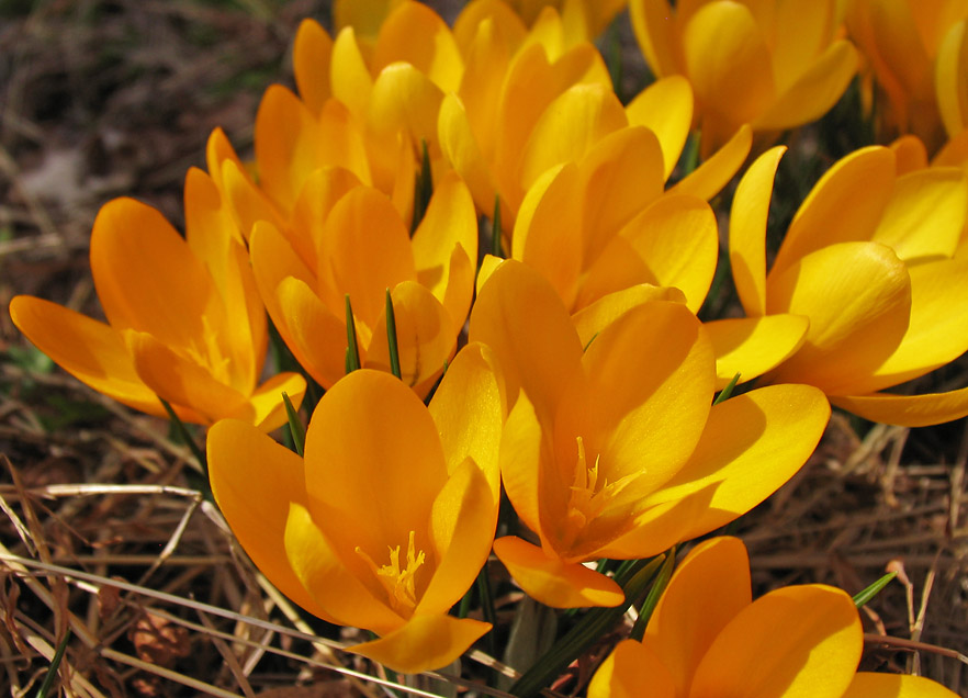 IMG_3134 Yellows