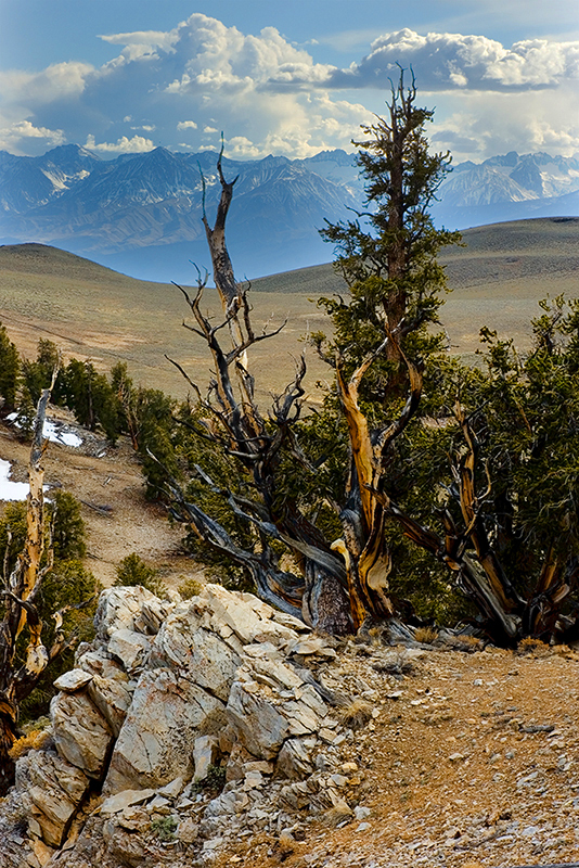 Bristlecones and High Sierra