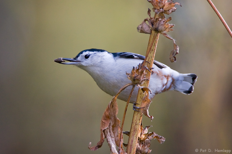 Carrying a seed