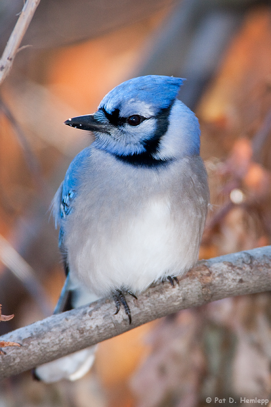 Winter Blue Jay