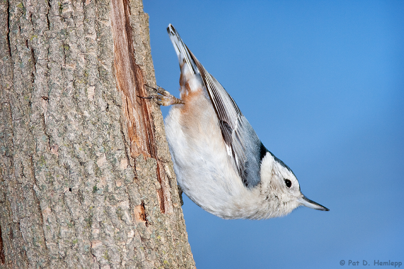 Nuthatch, blue sky