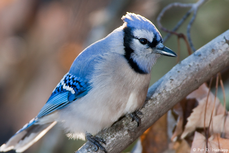 Resting Blue Jay