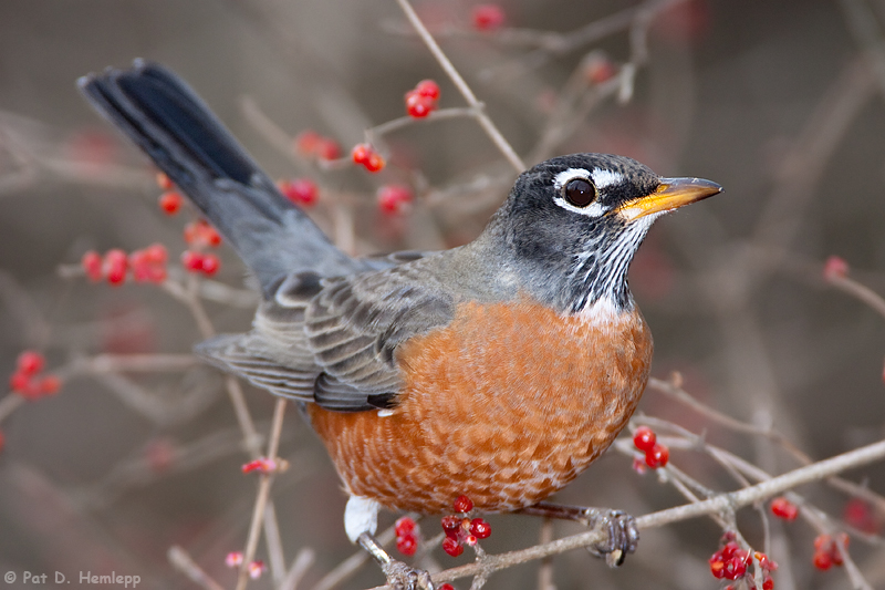 Alert Robin