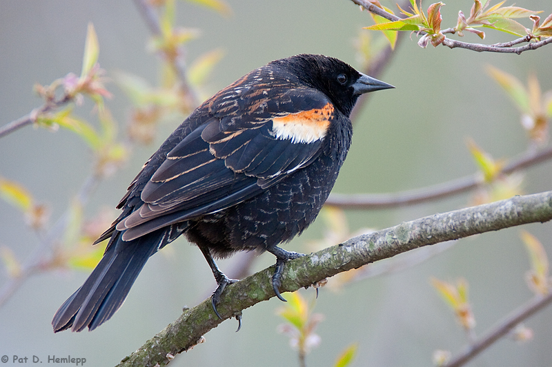 Spring Blackbird