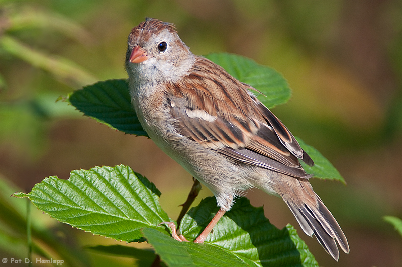 On a leaf