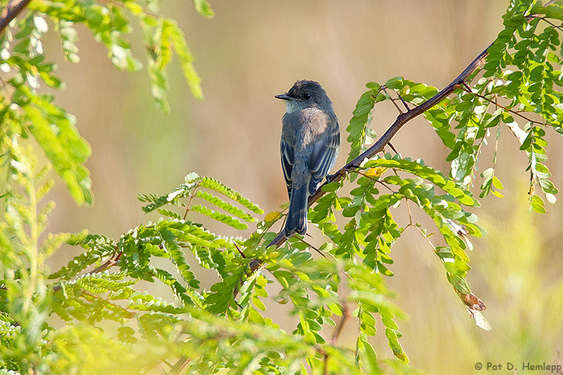 Isolated Flycatcher