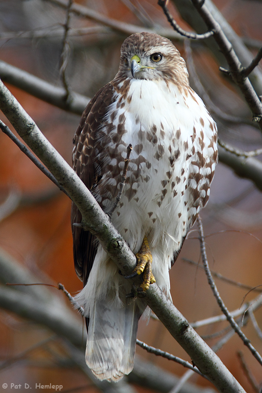 Young Hawk