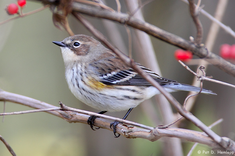 Autumn Warbler