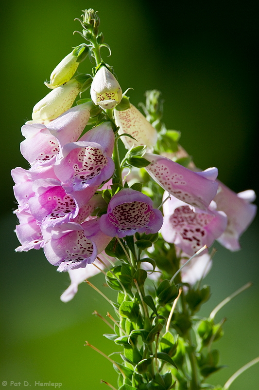 Foxglove