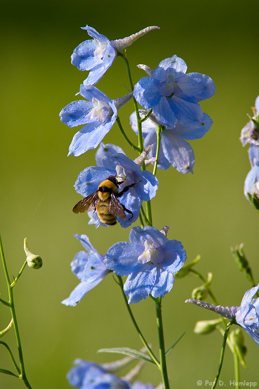 Bee feeding