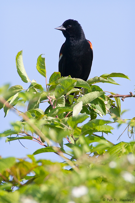 Tree top