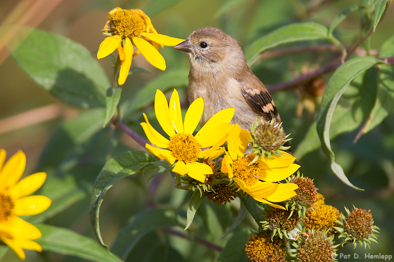 Surrounded by flowers