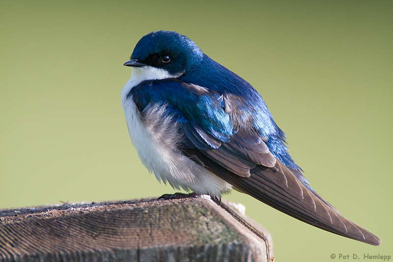 Posing Tree Swallow