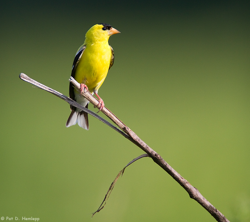 Yellow on green 