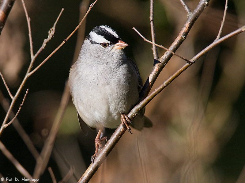 Sparrow in morning sun